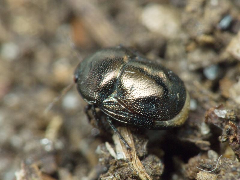 Thyreocoris scarabaeoides (Linnaeus, 1758)